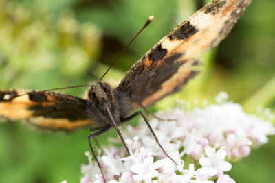 Close-up of butterfly on flower