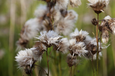 White flowers that have lost the spark of life before the early fall