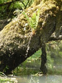 Reflection of trees in water