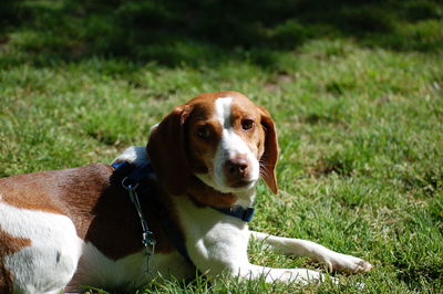 Dog lying on grassy field