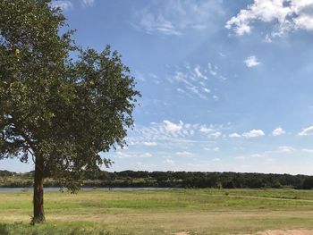 Trees on field against sky
