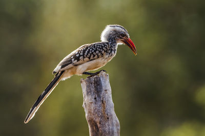 Close-up of bird perching on branch