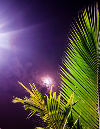 Low angle view of palm tree against sky at night