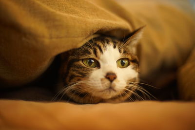 Portrait of old tabby cat between the sheets
