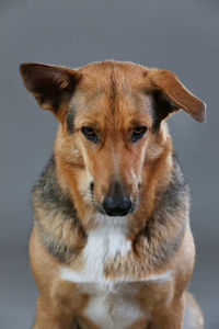 Close-up portrait of dog