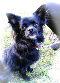 Portrait of puppy sitting on field