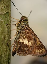 Close-up of butterfly