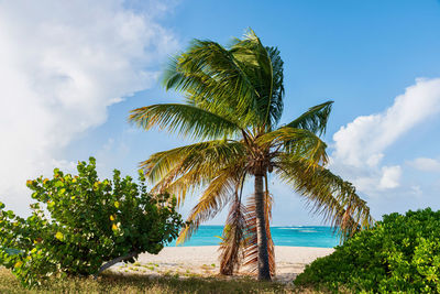 Palm tree by sea against sky