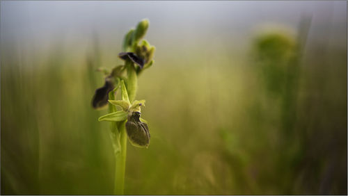 Close-up of insect on plant