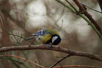 Close-up of bird perching on branch