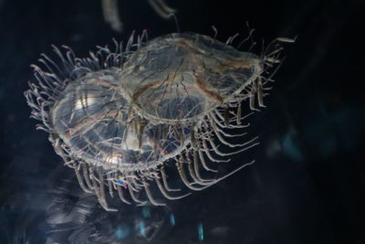 Close-up of jellyfish swimming in sea