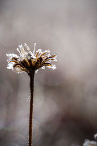 Close-up of snow on plant