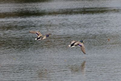 Birds flying over lake