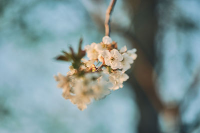 Close-up of white flowering plant