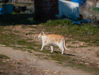 Side view of cat standing on field