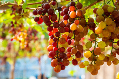 Close-up of grapes growing on tree