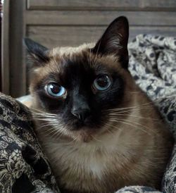 Close-up portrait of cat relaxing at home