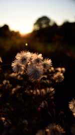 Close-up of flowers against sky during sunset