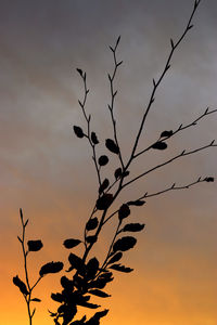 Low angle view of silhouette tree against sky at sunset