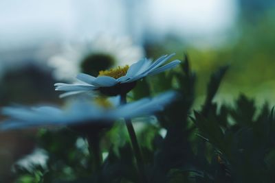 Close-up of white flowering plant