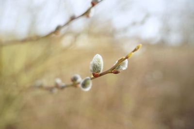 Close-up of flower buds growing outdoors