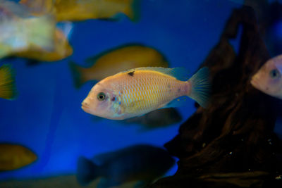 Close-up of fish in aquarium