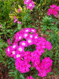 High angle view of pink flowering plant