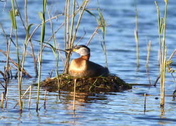 Duck swimming in lake