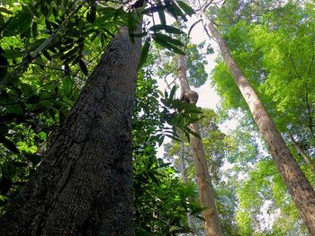Low angle view of trees
