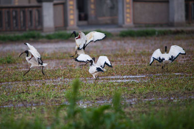 View of birds on field