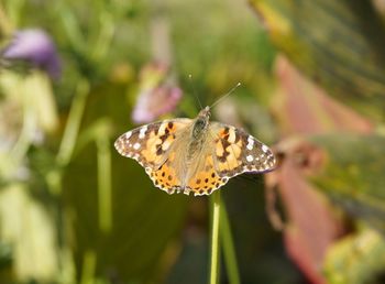 Close-up of butterfly pollinating flower