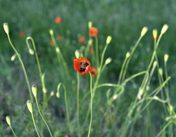 Close-up of ladybug on flower