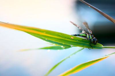 Close-up of dragonfly on plant