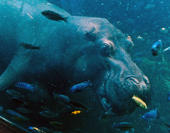 Close-up of hippo in water