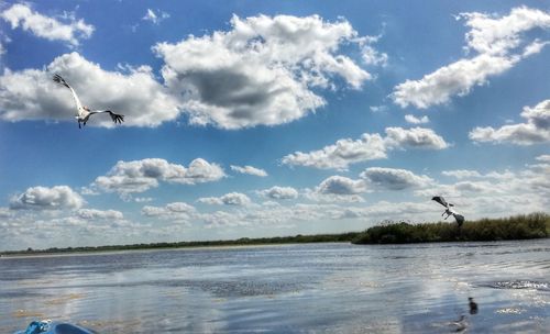 Seagulls flying in sky