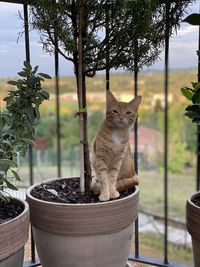 Cat sitting on a table
