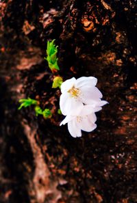 High angle view of white flowering plant