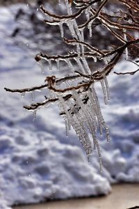 Close-up of frozen plant