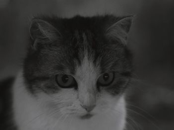 Close-up portrait of cat