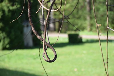 Close-up of rope hanging on tree