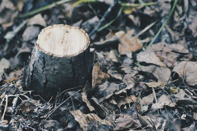 High angle view of tree stump on field