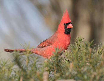 Close-up of a bird perching on a plant