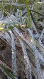 Close-up of frozen leaves