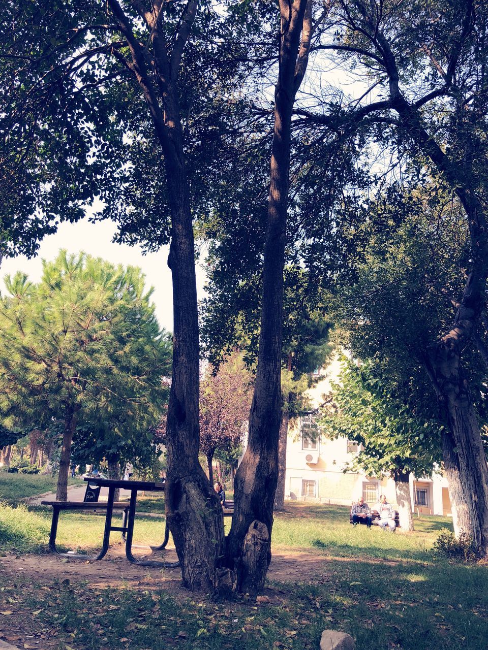 TREES GROWING ON FIELD