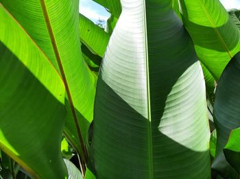 Close-up of green leaves on plant