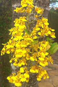 Close-up of yellow flowers blooming outdoors