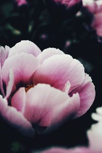 Close-up of pink rose blooming outdoors