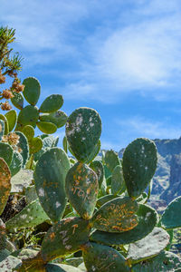 Low angle view of prickly pear cactus against sky