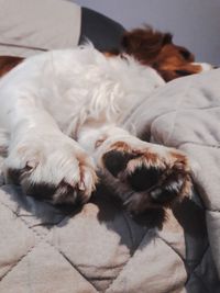 Portrait of dog sleeping on bed at home 