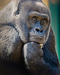 Close-up of gorilla looking away while sitting outdoors